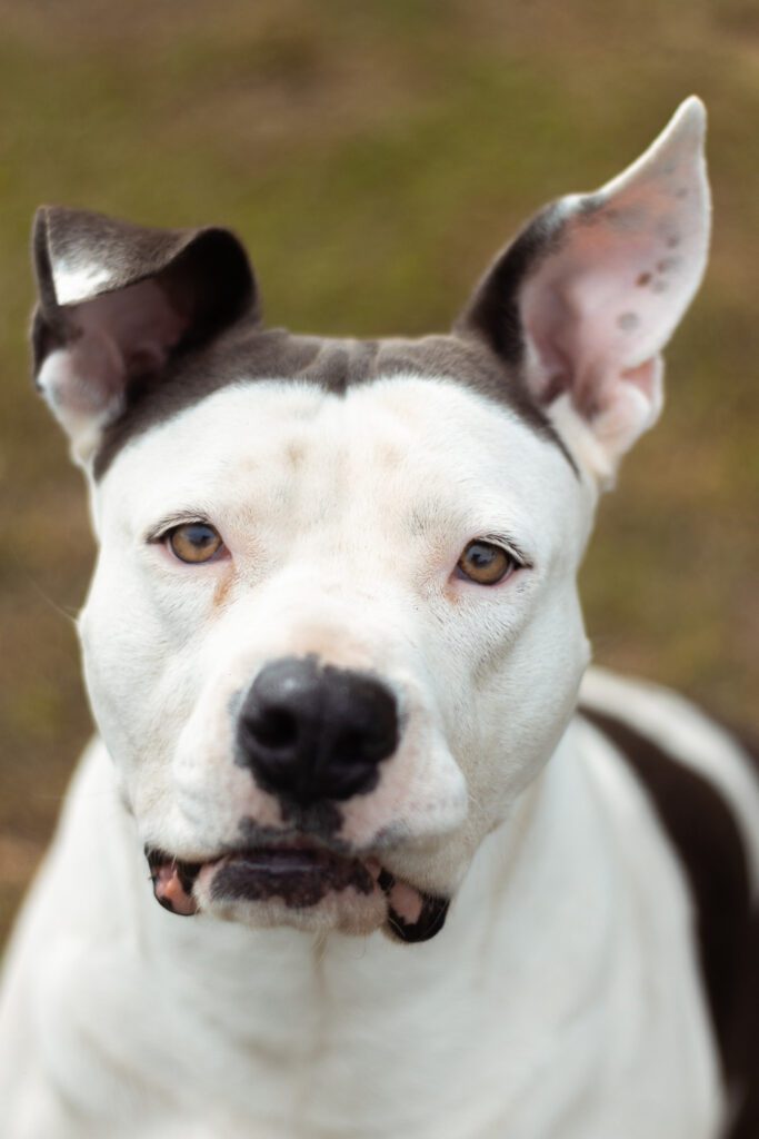 Beautiful masculine canine before being fixed which is very different to what happens with a vasectomy.